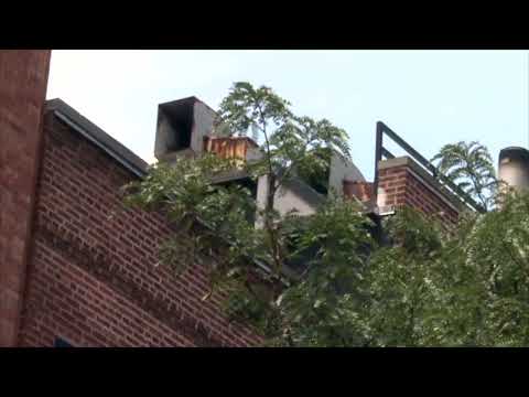 NYC Legionaires’ Disease Cluster