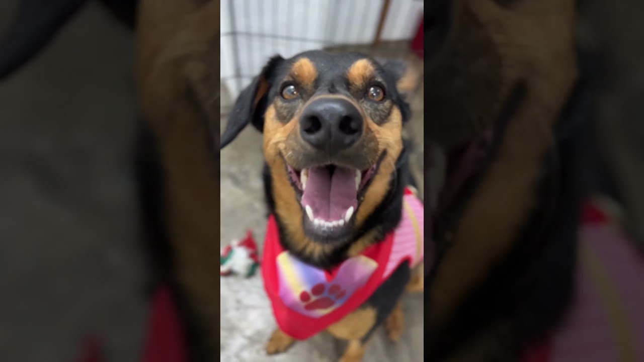 Zara-One of our Amazing Rescue Dogs, a Adoptable mixed breed in Vancouver, BC video 2/2