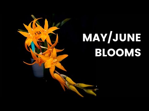 What's Flowering in my indoor Garden? | May/June's orchid blooms