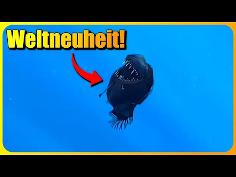 Video Thumbnail: Legendäres Tiefsee-Wesen ERSTMALS an der Oberfläche gefilmt!
