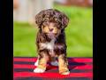 Mini Aussiedoodle dogs for sale: Bella - Video 1
