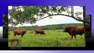 Amor Pirata Lyrics English Translation