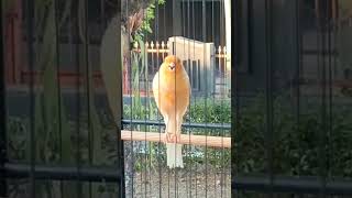 Download lagu Burung kenari gacor mewah kualitas mental juara #kenarigacor #kenari #kenariisian #suarakenari mp3