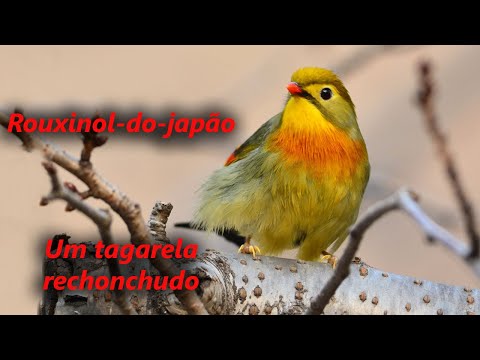 ROUXINOL DO JAPÃO