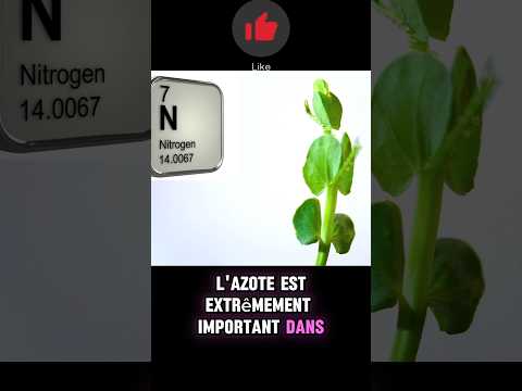 Pourquoi l'azote est important au potager?