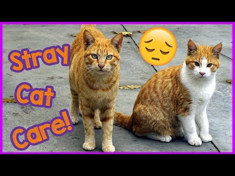 How to Care for A Stray Cat - Missing Cat Care tips!