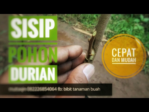 Download Lagu Cantuman Mata Tunas Anak Pokok Rambutan Dan 