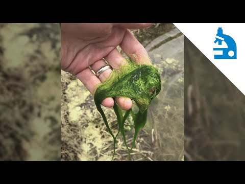 Algae Corner: "What Is It?" - Spirogyra