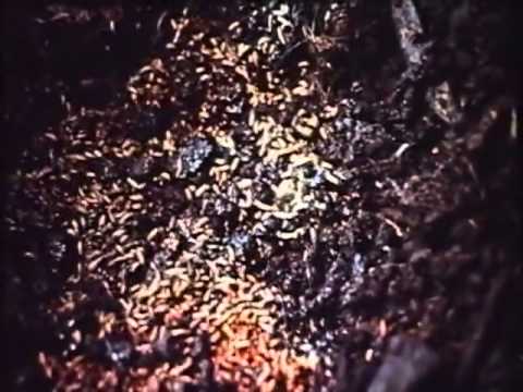 Повелитель мух