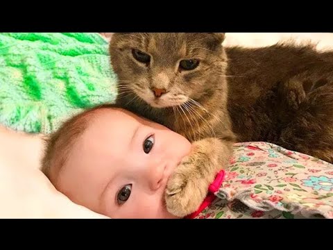 Try not to Grin While Watching Funny Cats. Funny Cats videos,Funny Cats video compilation. Cats