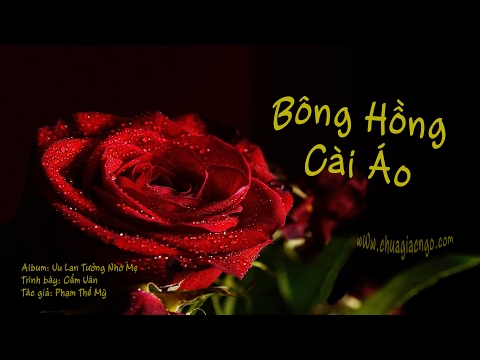 Bông hồng cài áo