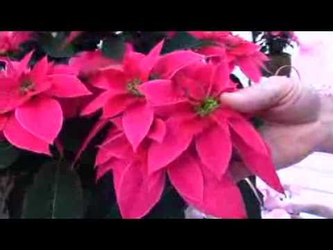download lagu mp3 mp4 Pink Euphorbia, download lagu Pink Euphorbia gratis, unduh video klip Pink Euphorbia