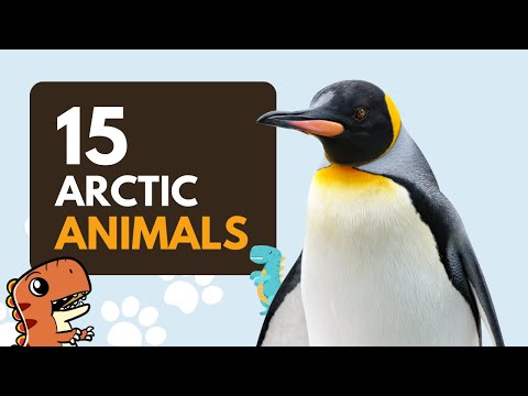 15 Arctic Animal Names for Kids to Learn - Educational Video