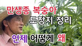 만생종 복숭아 하계전정 언제 어떻게 왜 하는걸까