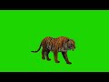 Tiger Walking Green Screen No Copyright