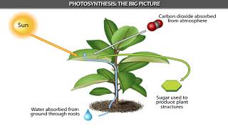 Brief Summary on Photosynthesis - Animation