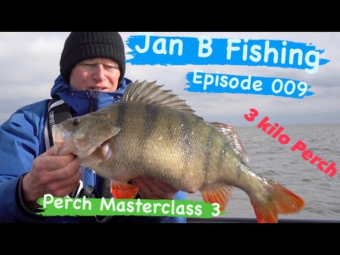3 kilo+ Perch, Perch Masterclass 3 Jan B Fishing Episode 009