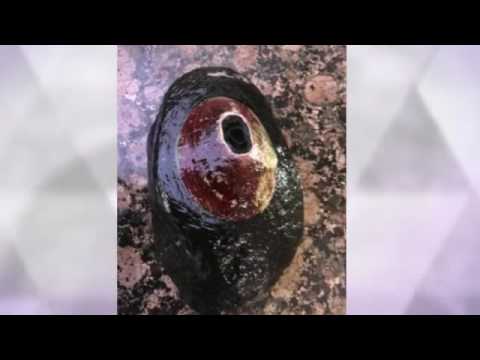 How to cook Giant Keyhole Limpets