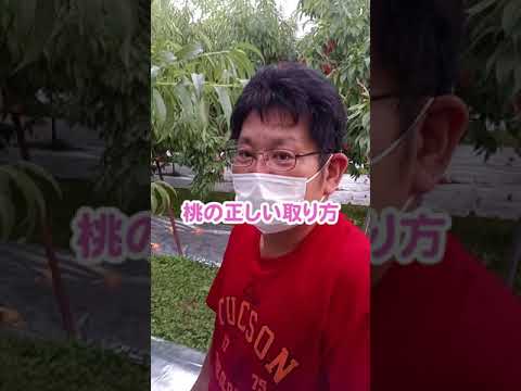 マルチング 枯れ葉 果樹 2023