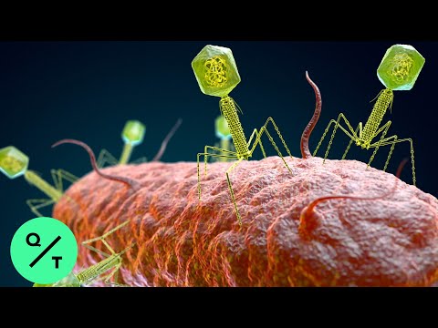 あなたの体の中のバイラルダークマター (The Viral Dark Matter Inside Your Body)
