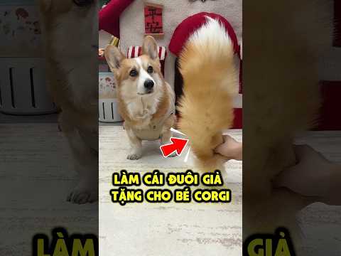 ✅ Chiếc Đuôi Điều Khiển Tặng Bé Corgi