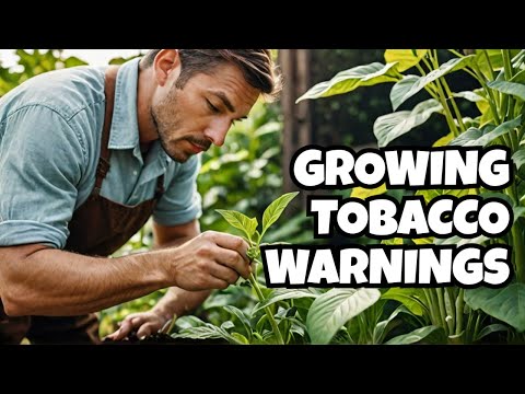 Warning: Mistakes to Avoid Growing Tobacco at Home