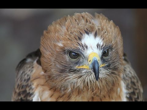 Vogel der Woche:  Der Zwergadler (Hieraaetus pennatus, Syn.: Aquila pennata)
