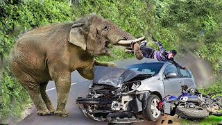 Chaos! Elephant, Angry Lion Attacks Cars And Tourists Too Brutal
