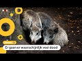 Wilde zwijnen krijgen zware winter