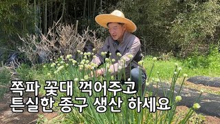 쪽파 종구 확보하면 평생 쪽파 먹을 수 있어요 그러나 5년에 한번 갱신 해 주면 생산성이 좋아집니다