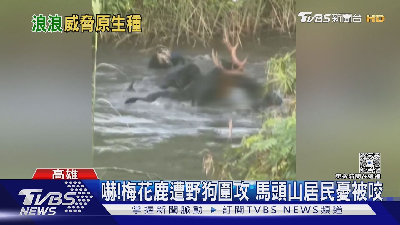 嚇人!梅花鹿遭10幾隻野狗圍攻 居民憂:以後咬傷人