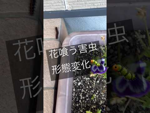 害虫を狩る植物は何ですか?げっ歯類、ナメクジ、昆虫に対する最強の防虫種！  庭園