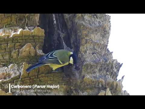 Vídeo de Parus major. <em>© César Fernández González