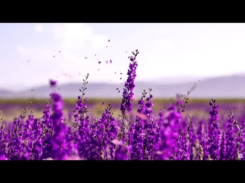 Heilende Musik 🌿 für Herz und Gefäße, Sanfte Musik beruhigt das Nervensystem und erfreut die Seele