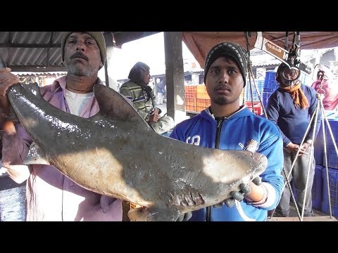 Very Rare Sea Fish | You Will Be Wonder to See | Digha Mohana Fish Market West Bengal India Video