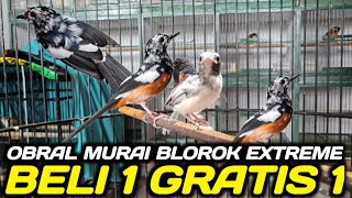 Download lagu BUSYET ! MURAI BLOROK EXTREME BELI 1 GRATIS 1 APA GA RUGI HARI INI DIKIOS PASAR PRAMUKA mp3