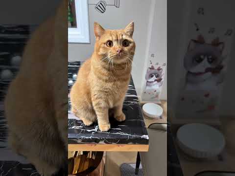 นี่คือไดโนเสาร์ #cat #pets #cute #cutecat #kitten #funnycats #kitty #meow #funny #petlover #animals
