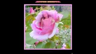 Mawar Berduri Music Video