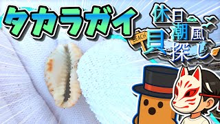 【ビーチコーミング】夏休み、暇なら海で貝殻探しをしませんか？#５【ゆっくり実況】