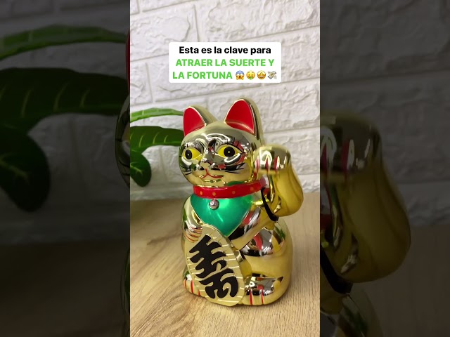 Vídeo relacionado con Gato de la Suerte chino - Lucky Cat - Maneki Neko. BLANCO, M (10x6x15cm)