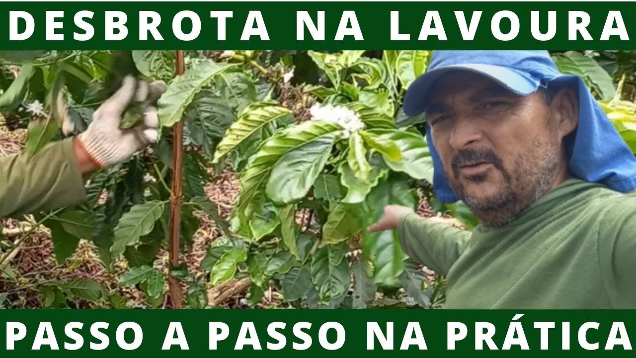 [DICAS PRECIOSAS] Desbrota na Lavoura de Café na Prática PASSO A PASSO