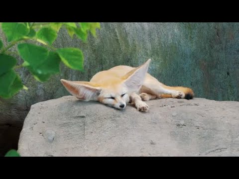 Ayurvedisk behandling 37 - Immunitet 5, Søvn