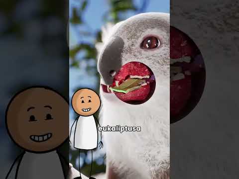 Zašto mladunci koala jedu izmet svoje majke 🤢