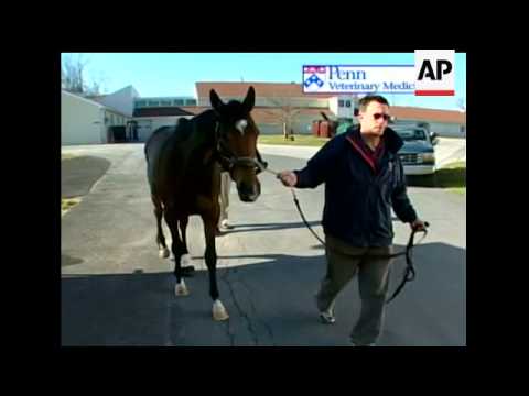 Barbaro shows good signs after setback