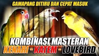 Download lagu MASTERAN KENARI - KAPAS TEMBAK - LOVEBIRD | KOMBINASI MEWAH GAMPANG DITIRU DAN CEPAT MASUK mp3