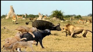 Discovery Wild Animal Fights  2 Buffalo vs 10 Lion