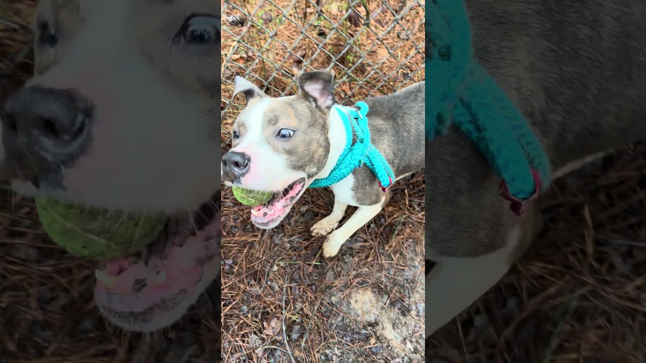 Enlarge FAT GIRL, a ADOPTABLE mixed breed in Marietta, GA video 6/6