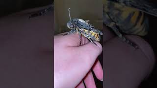 Cute Squeaky Hawkmoth || ViralHog