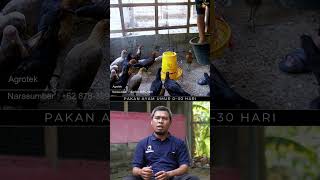 Download lagu Umur 30 Hari Jadi Kunci! Cara Atur Pakan Ayam Biar Cepat Panen dan Hemat Biaya mp3 Download lagu Umur 30 Hari Jadi Kunci! Cara Atur Pakan Ayam Biar Cepat Panen dan Hemat Biaya mp3