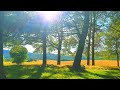 Relaxing Nature Meditation 🌳 Calming SUMMER Ambience 🌳 Healing FOREST Sounds on a Lovely Sunny Day